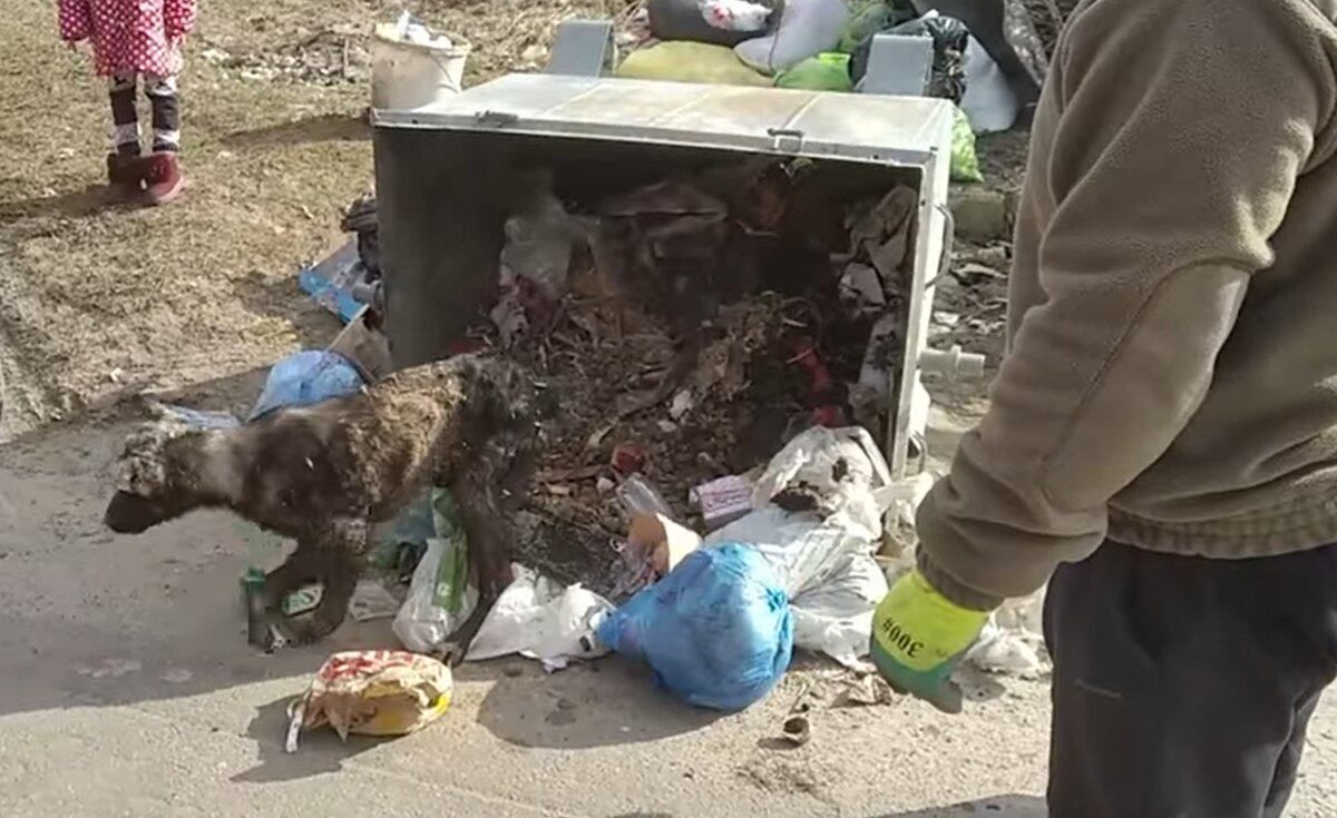 В Полтаве нашли собаку в мосорном баке и теперь ей ищут новый дом