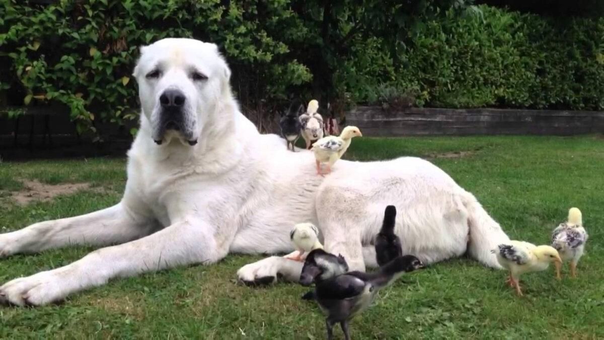 Собаки не для квартиры: 23 популярные породы Собаки не для квартиры: 23 популярные породы