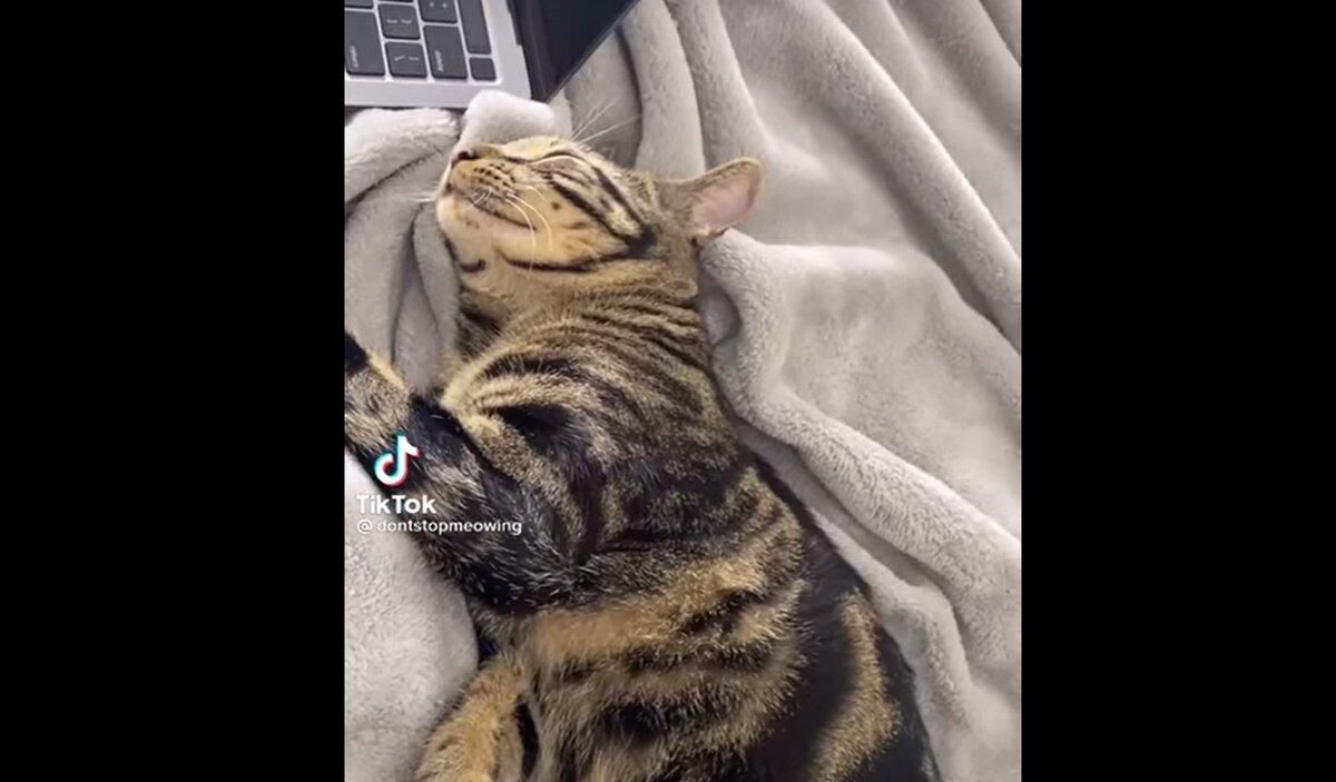 Кот научился врать, чтобы его не купали: смешное видео Кот научился врать, чтобы его не купали: смешное видео