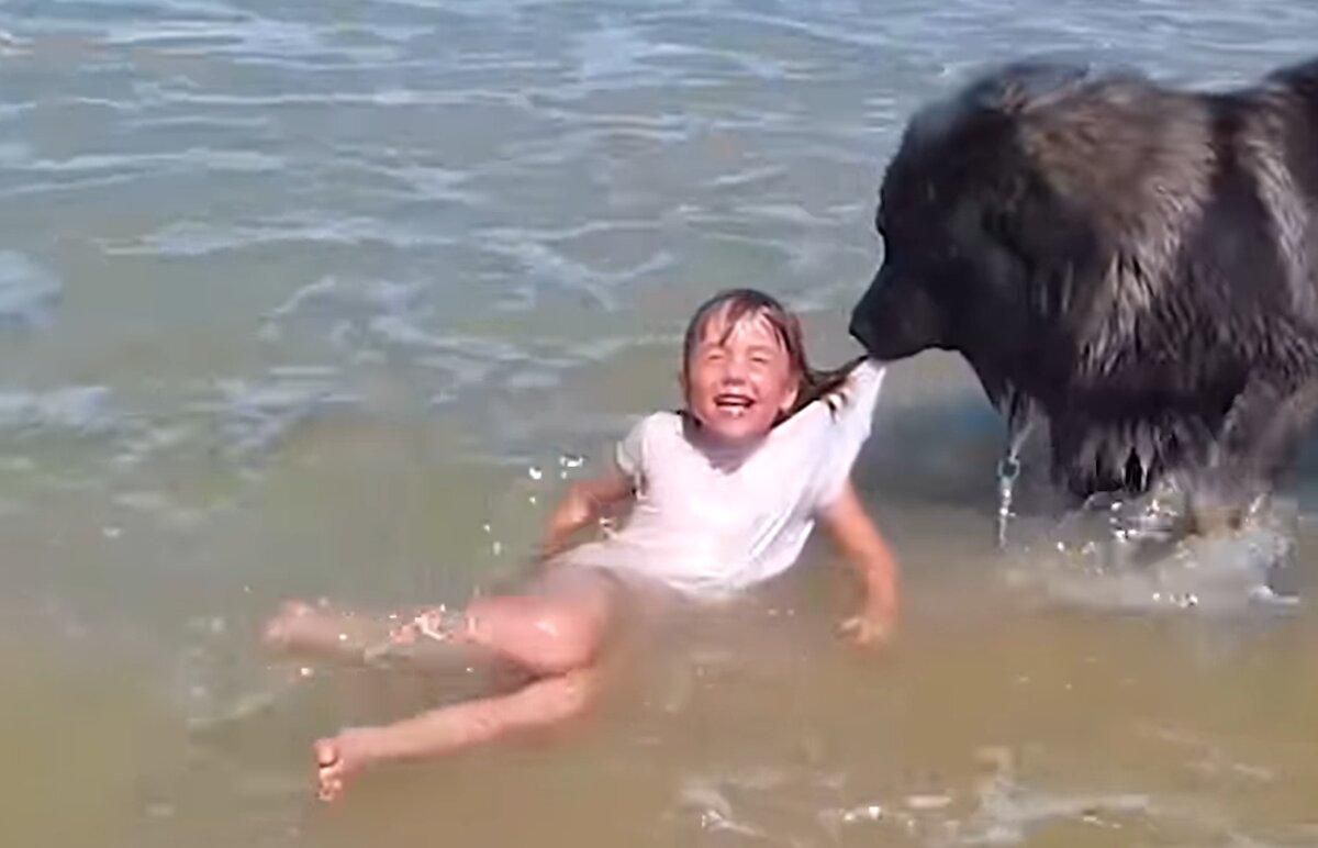 Собаки спасают людей, которые тонут: забавные видео Собаки спасают людей, которые тонут: забавные видео