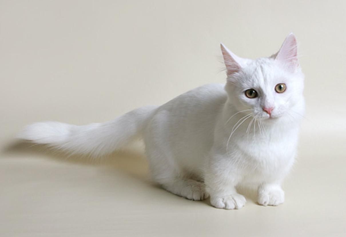 Манчкін: як з'явилися коти з короткими лапками, історія породи