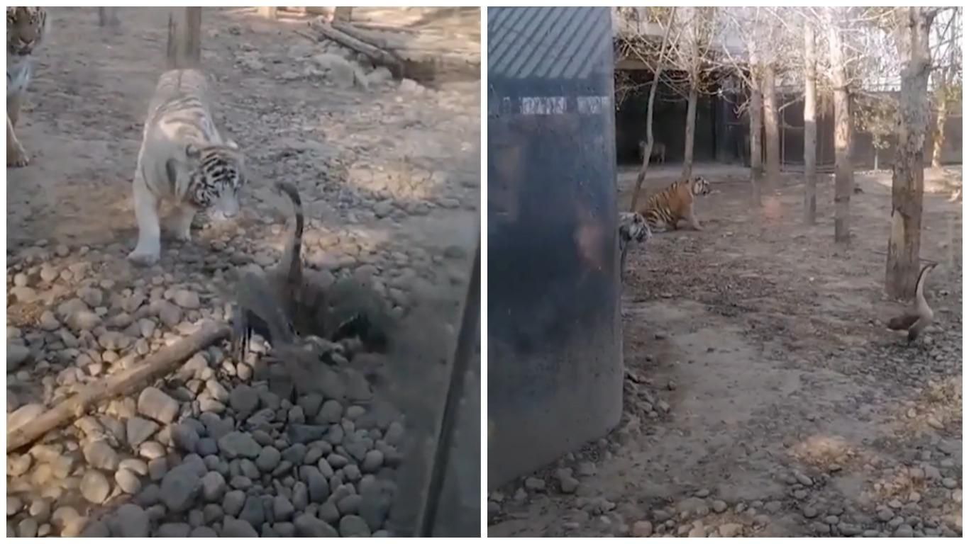 Гусак показав двом тиграм, хто у зоопраку хазяїн: кумедне відео
