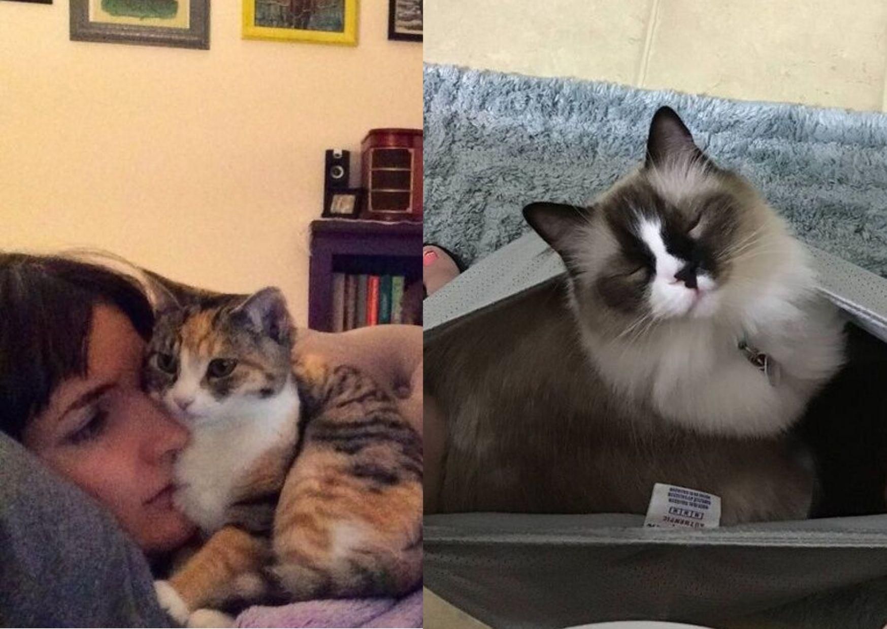 Забавные фото наглых котов: курьезная подборка Забавные фото наглых котов: курьезная подборка