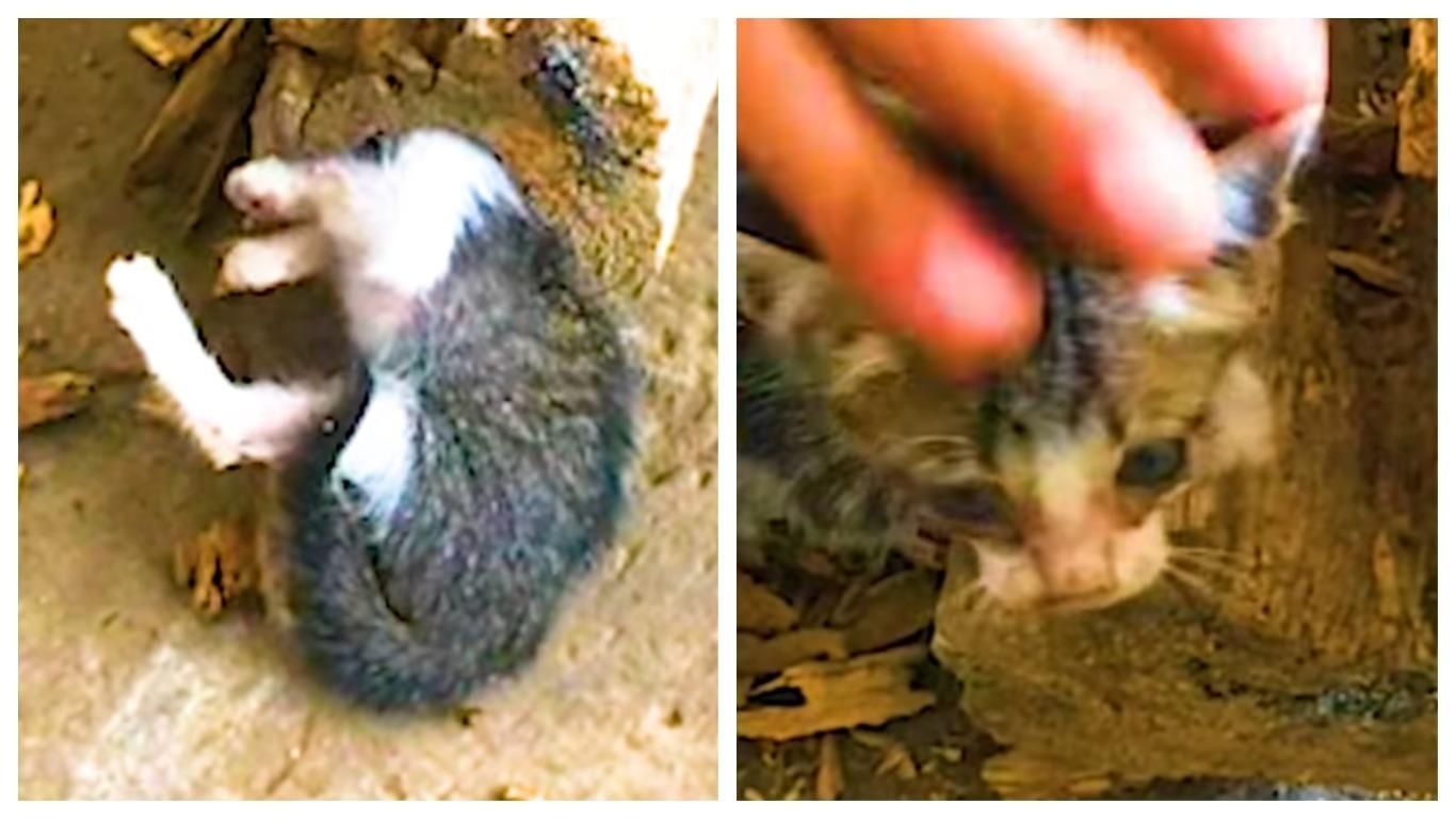 Котенок застрял головой в бревне: щемящее видео спасения