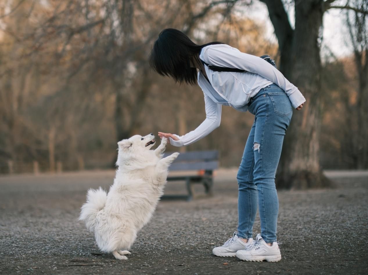 Собаки ревнуют хозяина: это доказали ученые