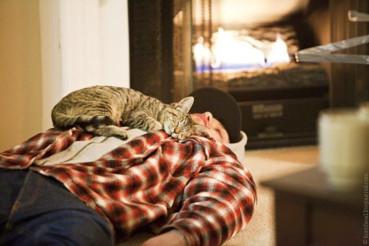 Чому кіт спить на людині: цікаве пояснення