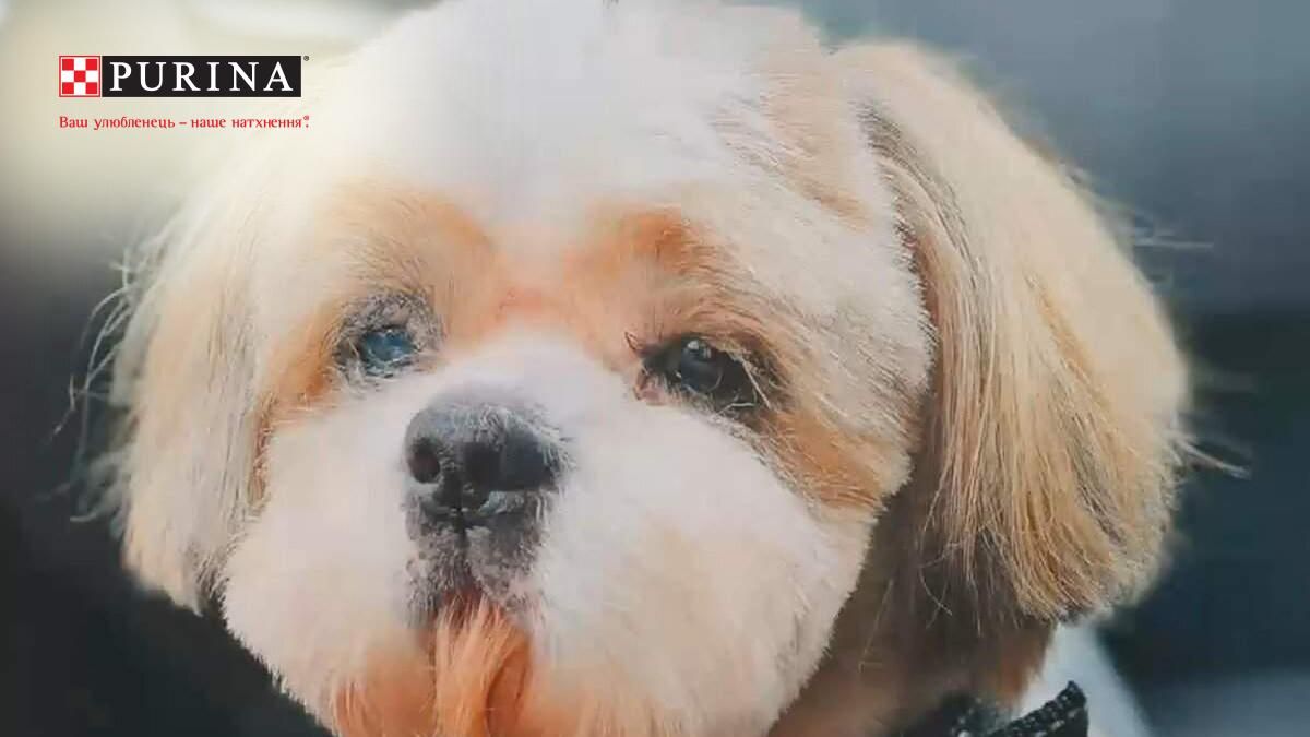 В Киеве бездомных собак отправляют в салон красоты