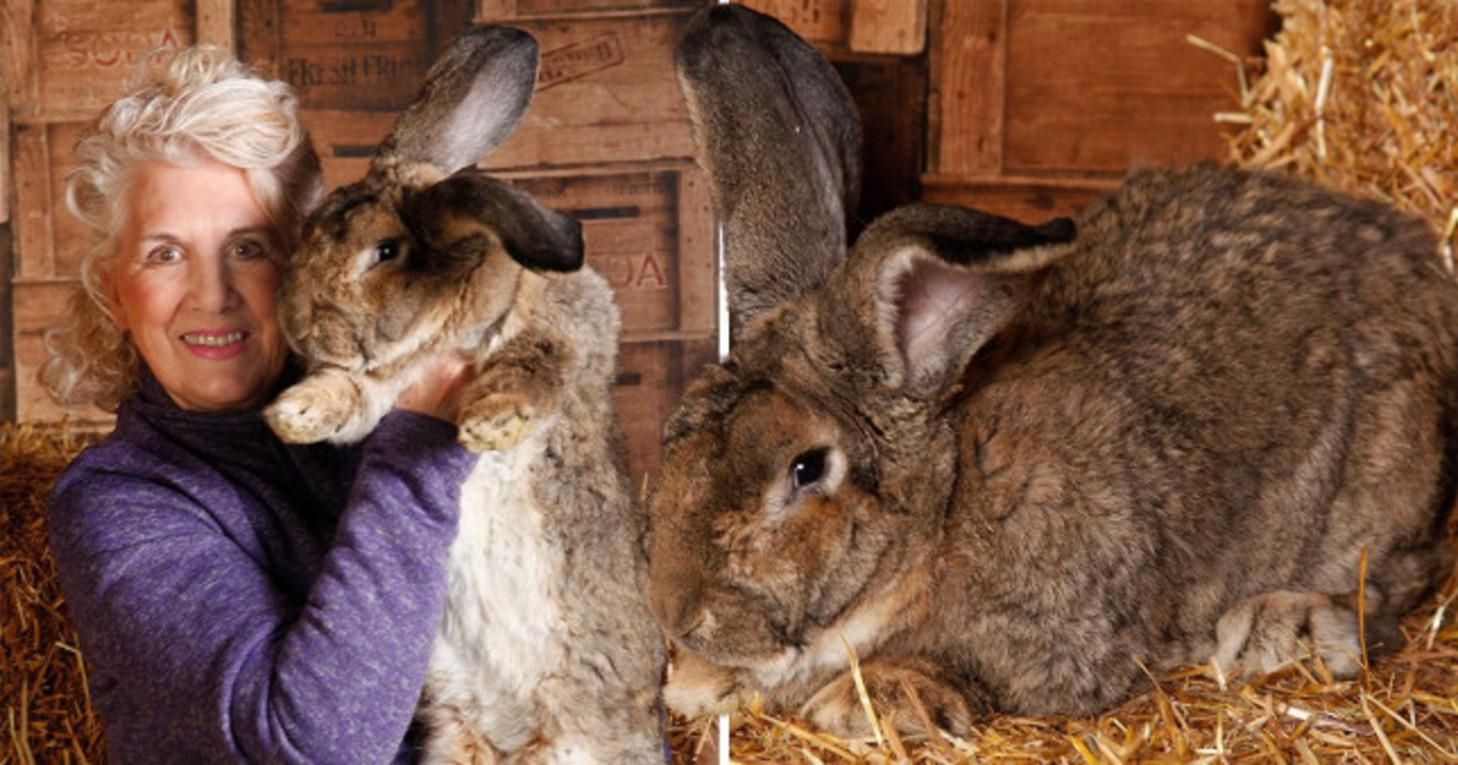 В Англии похитили крупнейшего в мире кролика Дариуса