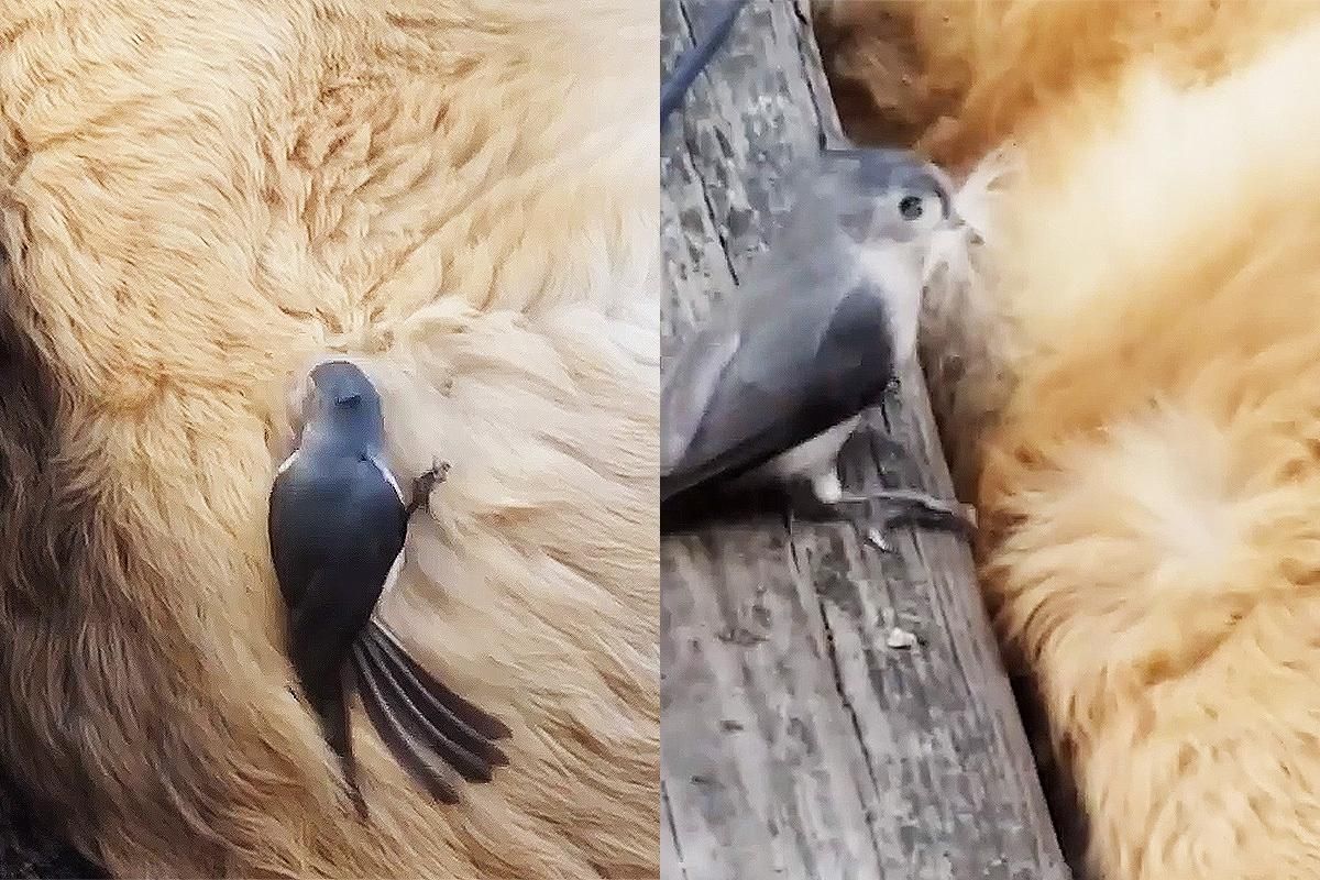Пташка вкрала шерсть у собаки, поки той спав: відео