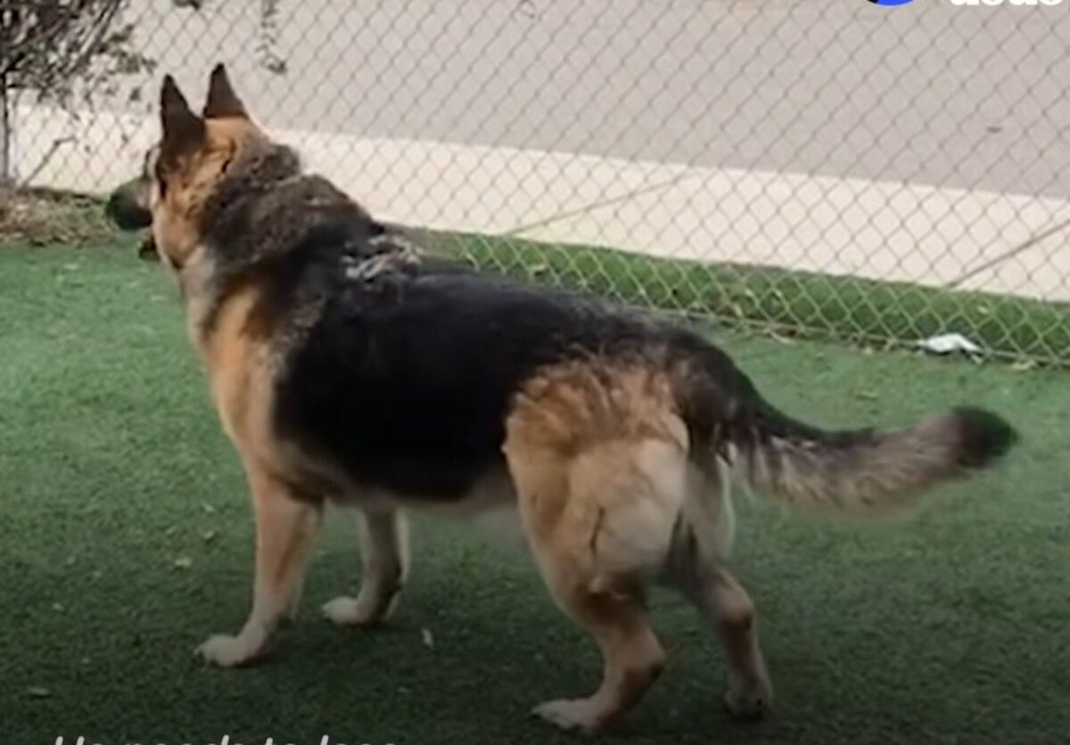 Овчарка похудела на 23 килограмма: фото до и после, видео Овчарка похудела на 23 килограмма: фото до и после, видео