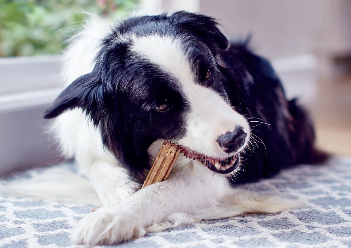 Purina Dentalife® снижает образование зубного камня у вашего любимца за 28 дней Purina Dentalife® снижает образование зубного камня у вашего любимца за 28 дней