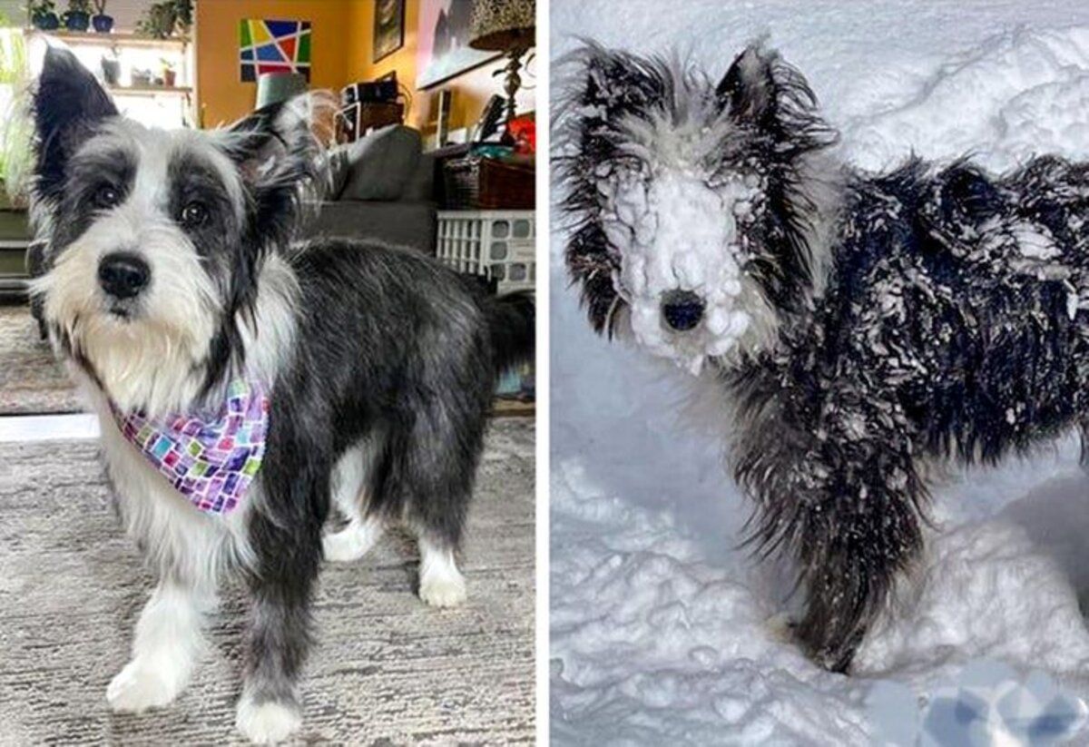 Люди завели тварин і забули про спокійне життя: 10 курйозних фото Люди завели тварин і забули про спокійне життя: 10 курйозних фото