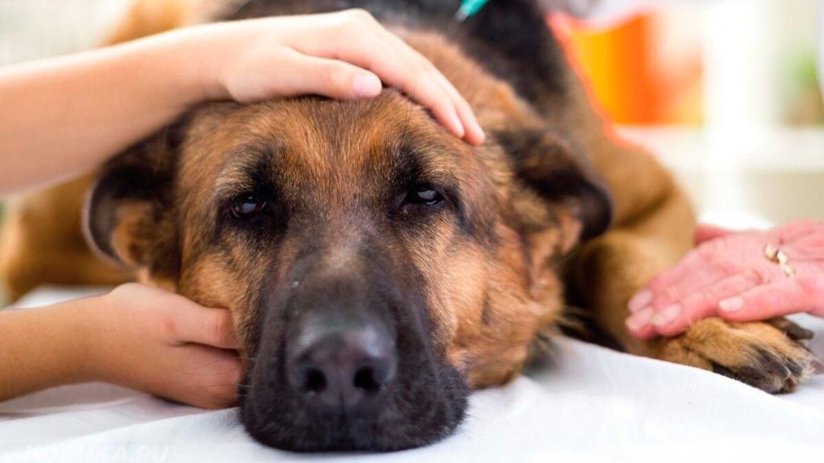 Отруєння собаки: симптоми та перша допомога