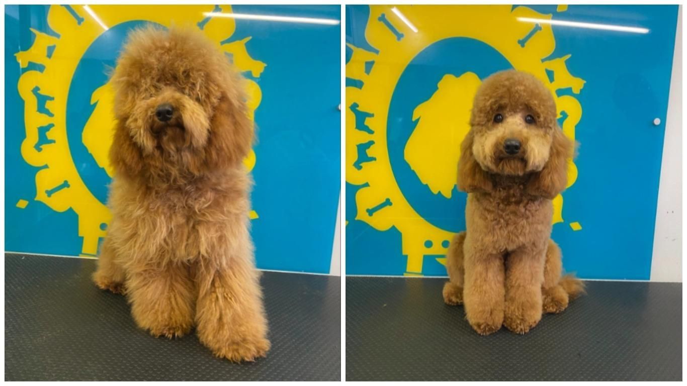 Собачьи до – после грумера: когда салоны не работали в локдаун Собачьи до – после грумера: когда салоны не работали в локдаун