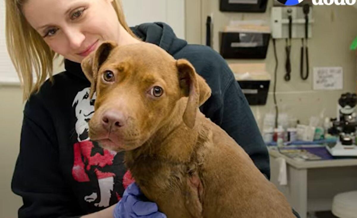 Породистого щенка покинули возле дороги на морозе: история спасения Породистого щенка покинули возле дороги на морозе: история спасения