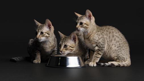 Purina Pro Plan: лінійка раціонів для стерилізованих котів