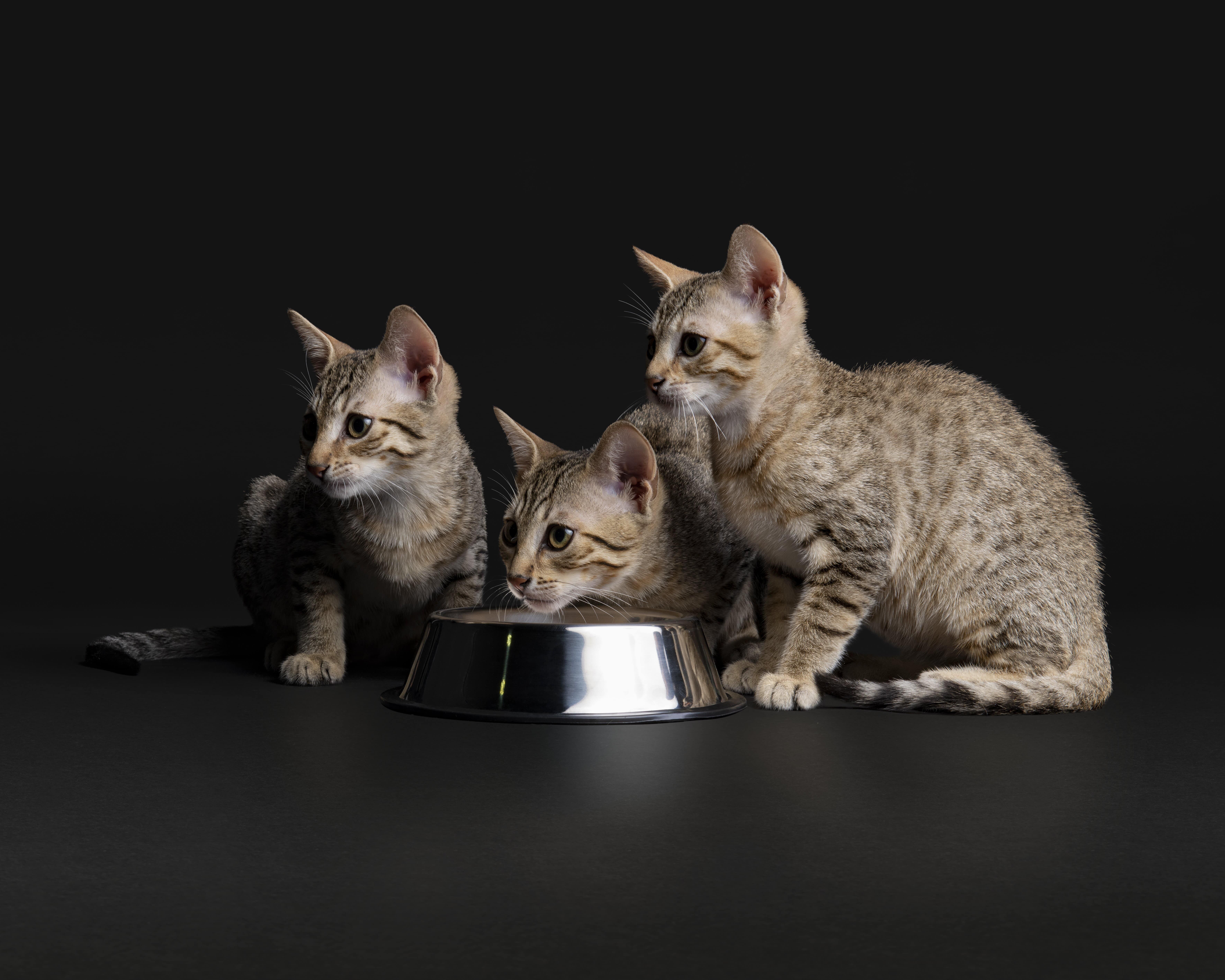 Purina Pro Plan: линейка рационов для стерилизованных котов - Pets