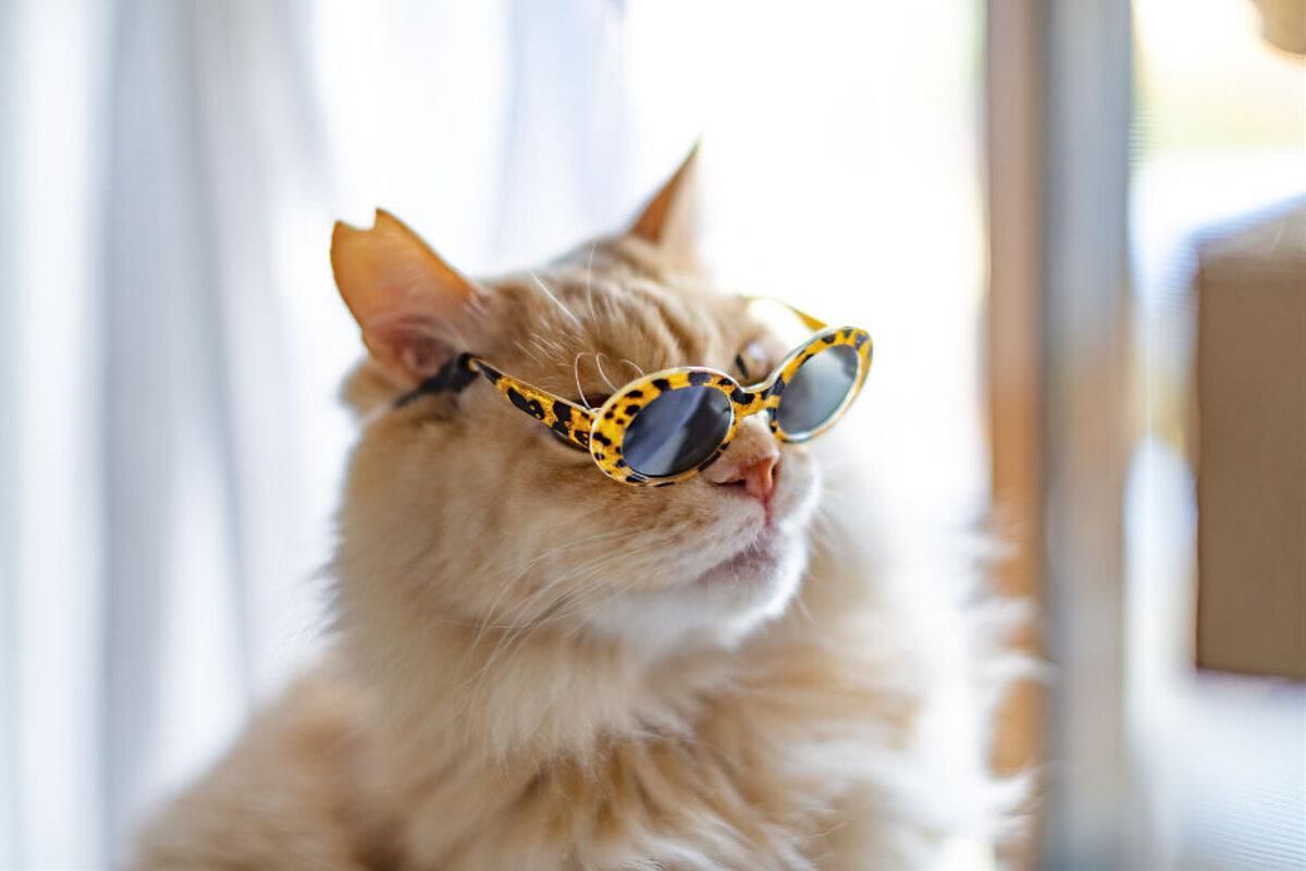 Стильні коти в окулярах: кумедні фото домашніх улюбленців