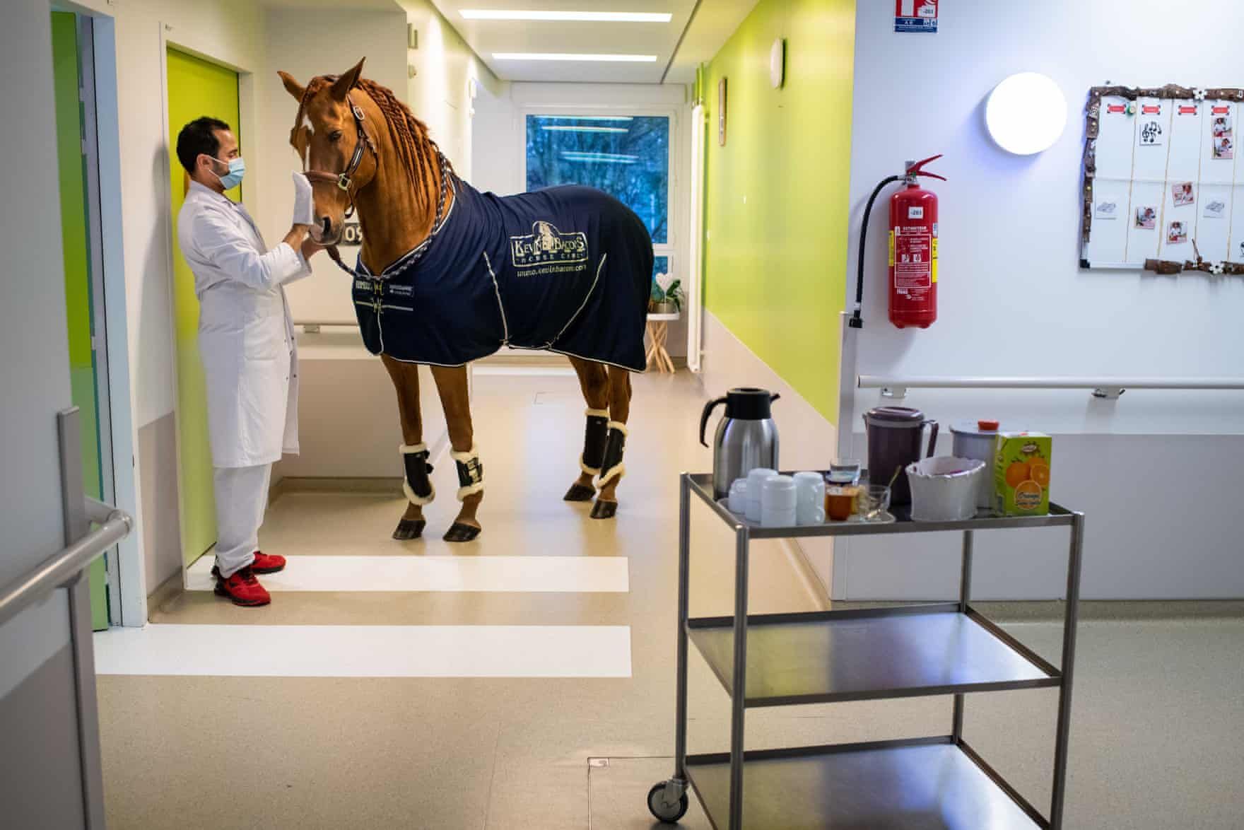 Доктор Пейо: кінь, який інстинктивно втішає хворих і тамує їхній біль