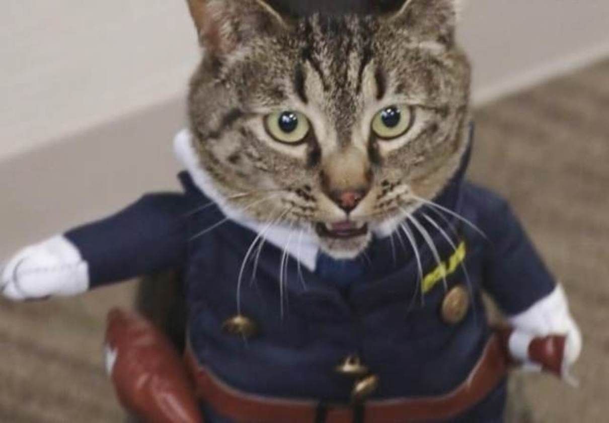 Кошка Коко стала начальницей полиции в Японии: фото, видео