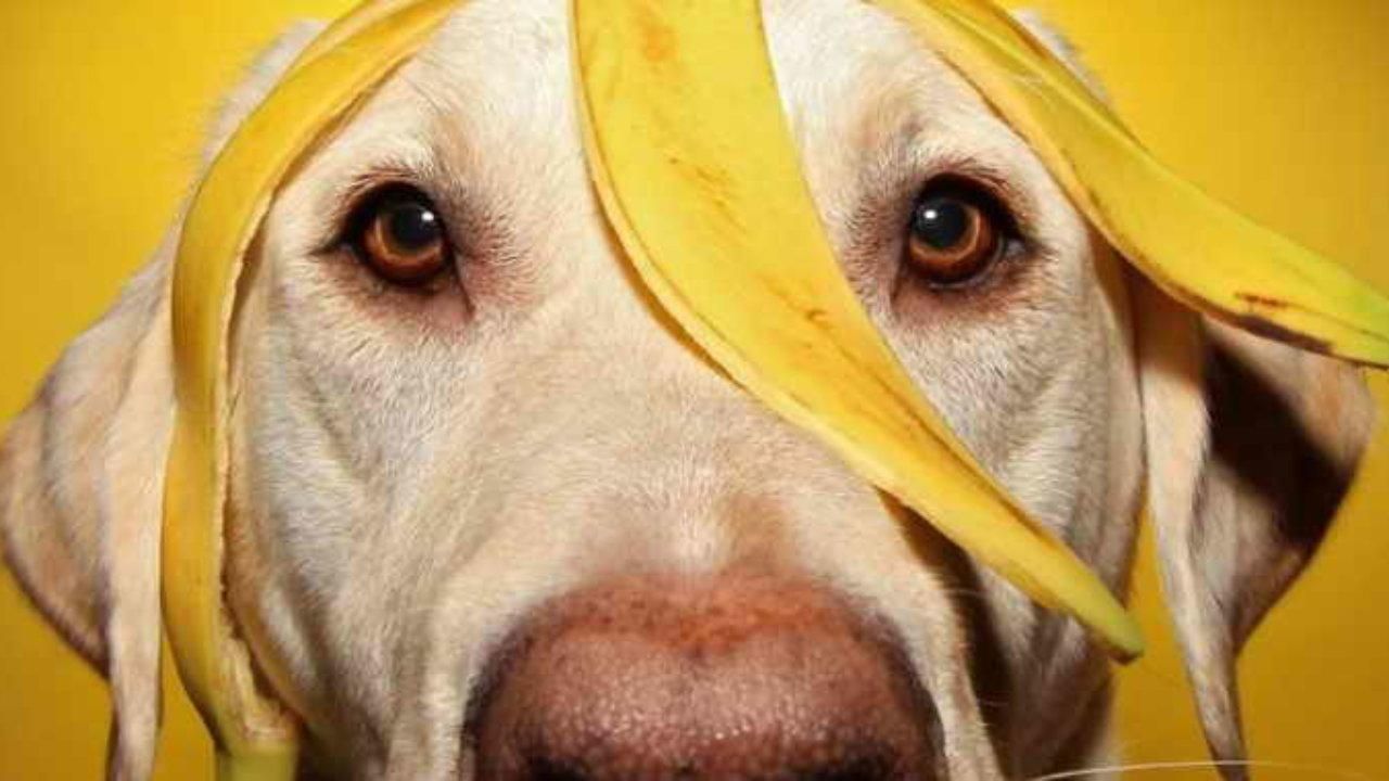 Чи можна собаці їсти банани: відповідь ветеринарів