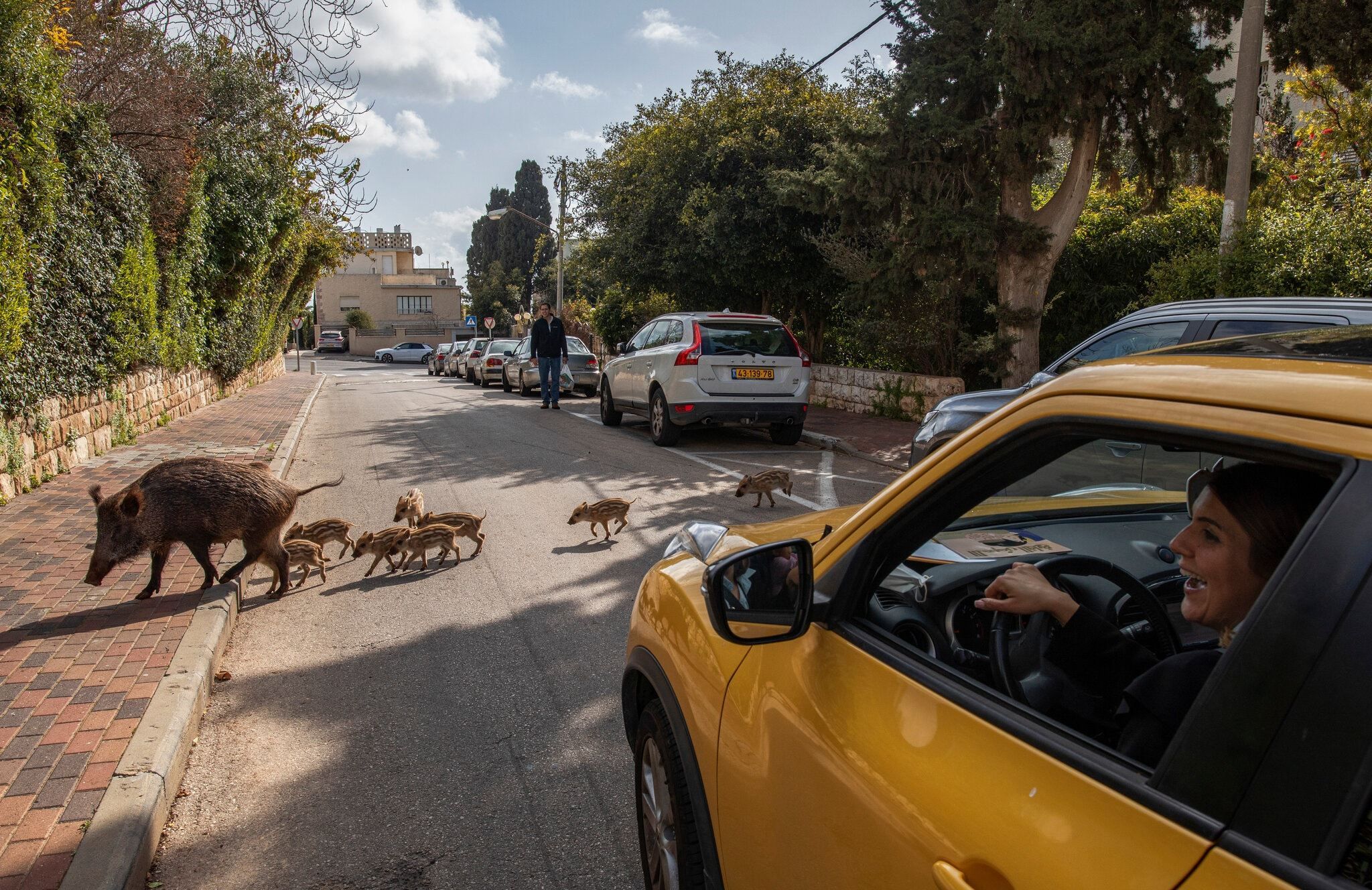 Кабани стали невід'ємною частиною міста Хайфа в Ізраїлі: фото