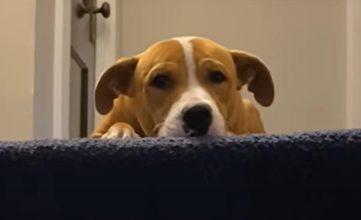 Спасенный щенок боялся заходить в дом: трогательная история Спасенный щенок боялся заходить в дом: трогательная история