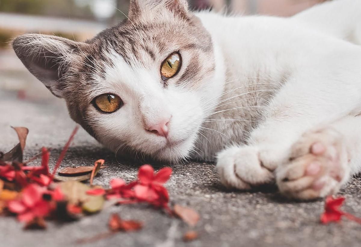 5 цветов, вредных для кошек 5 цветов, вредных для кошек