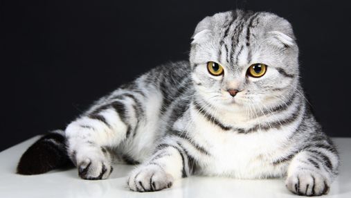 10 пород кошек, за которыми очень сложно ухаживать