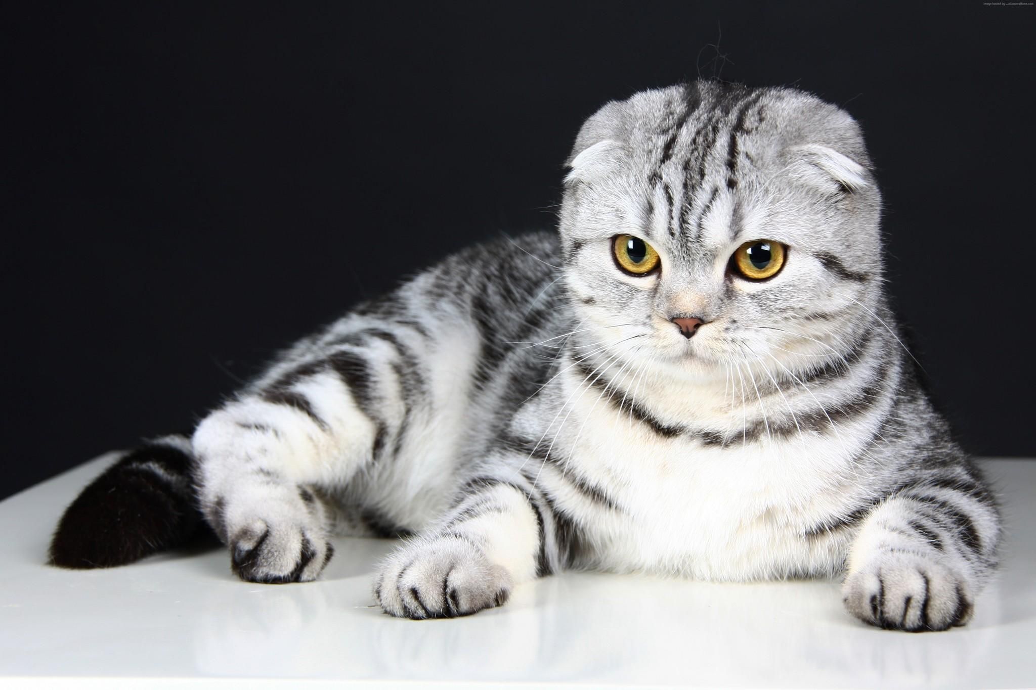 Породы кошек, за которыми сложно ухаживать  Породы кошек, за которыми сложно ухаживать