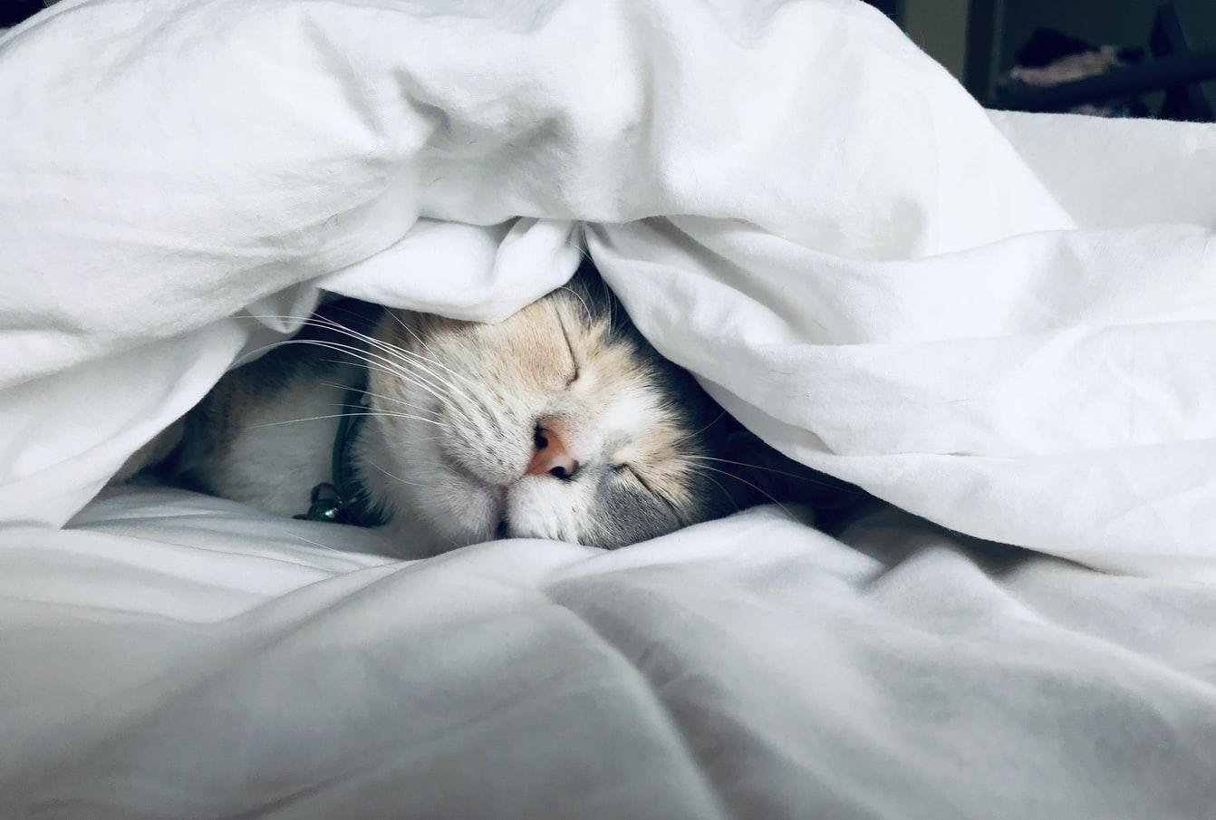 Чому кішки уві сні притискаються до хазяїна: цікаве пояснення