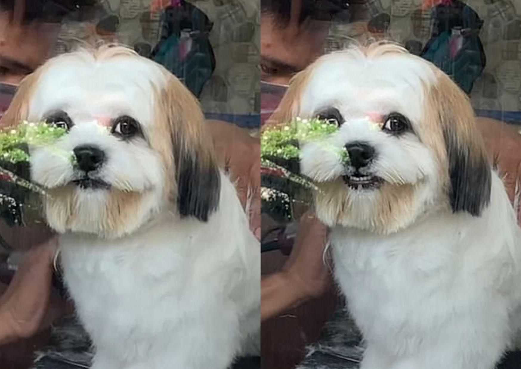 Цуценя усміхнулося своїй хазяйці й стало зіркою мережі Цуценя усміхнулося своїй хазяйці й стало зіркою мережі