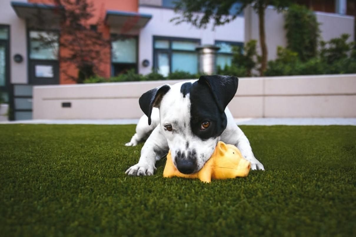 Підбірка корисних і міцних іграшок для собаки: опис і фото