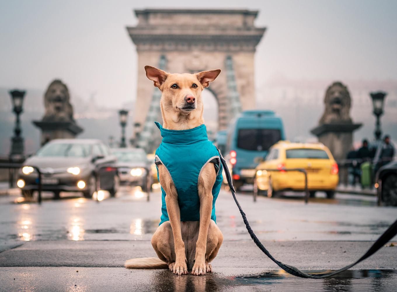 Популярна собака-мандрівниця Чапаті підготувала сюрприз для українців