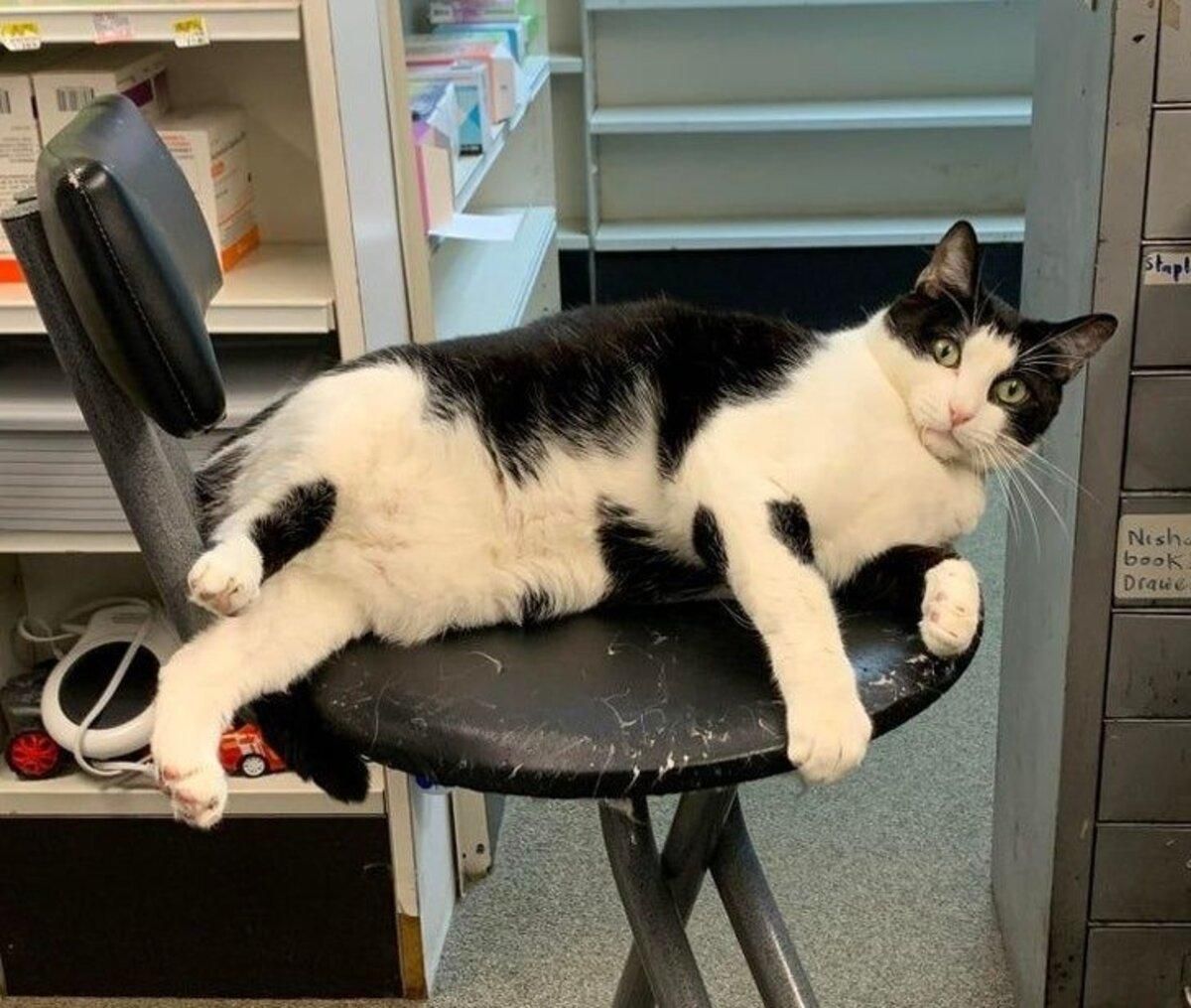 Коты, которые заставили владельцев забыть о личном пространстве: фото Коты, которые заставили владельцев забыть о личном пространстве: фото