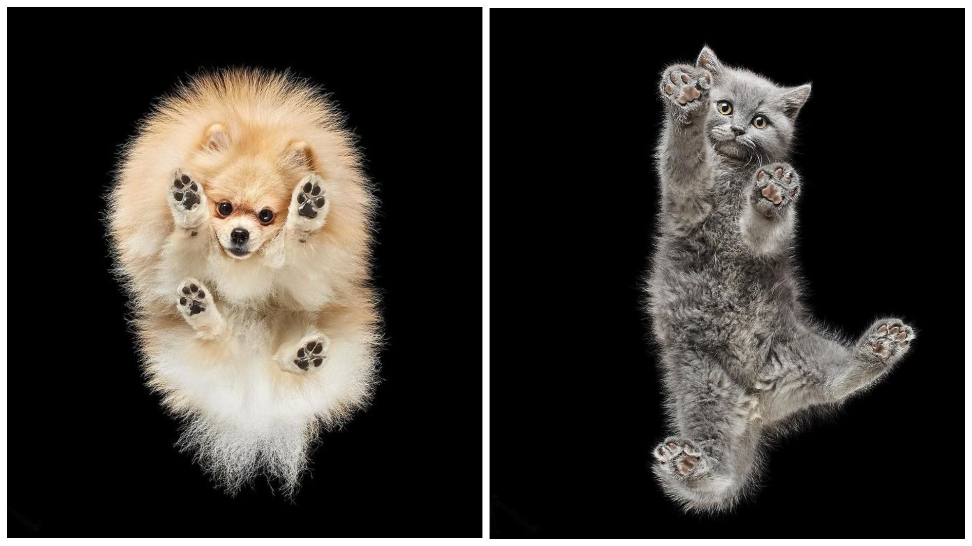 Фотограф знімає домашніх улюбленців знизу Фотограф знімає домашніх улюбленців знизу