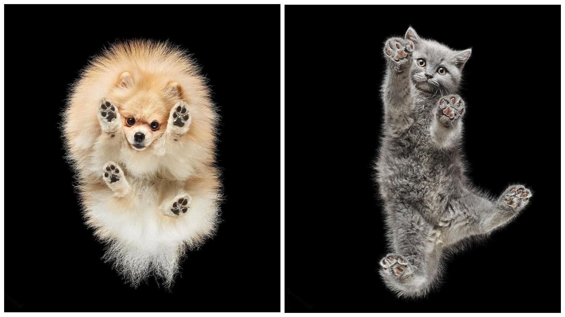 Ніби дрейфують у просторі: литовський фотограф знімає домашніх улюбленців знизу - Pets