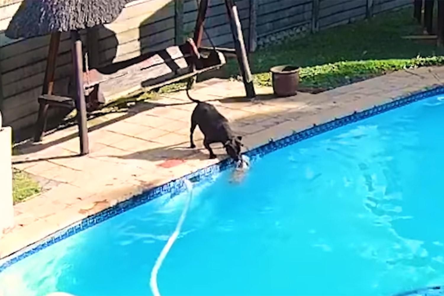 Бійцівський пес врятував свого друга з басейну: щемливе відео