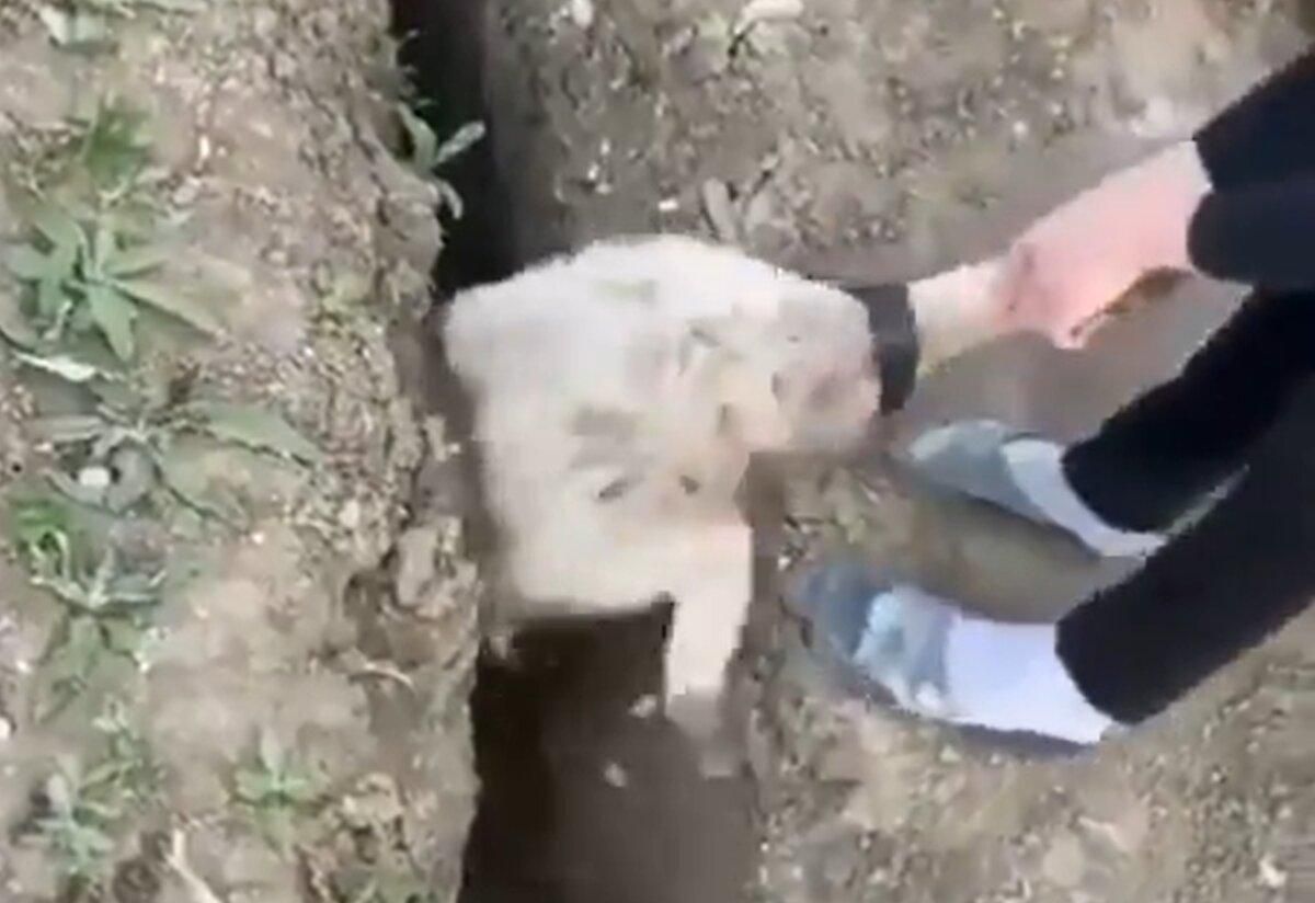Овца снова упала в яму через 4 секунды после спасения