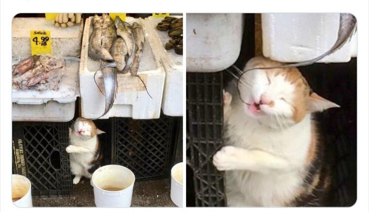 Ці коти відчувають себе господарями у маленьких магазинах