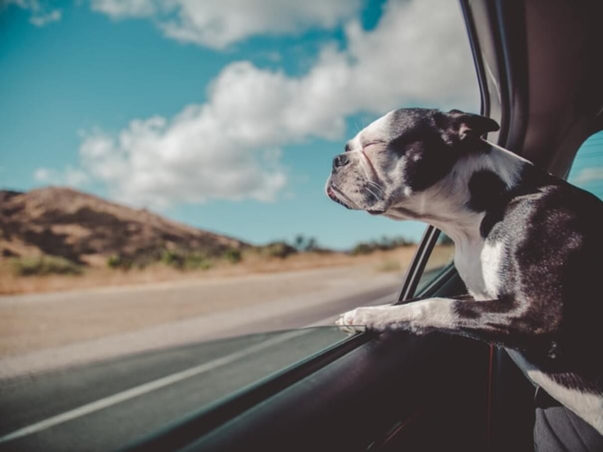Как перевозить собак в машине: правила