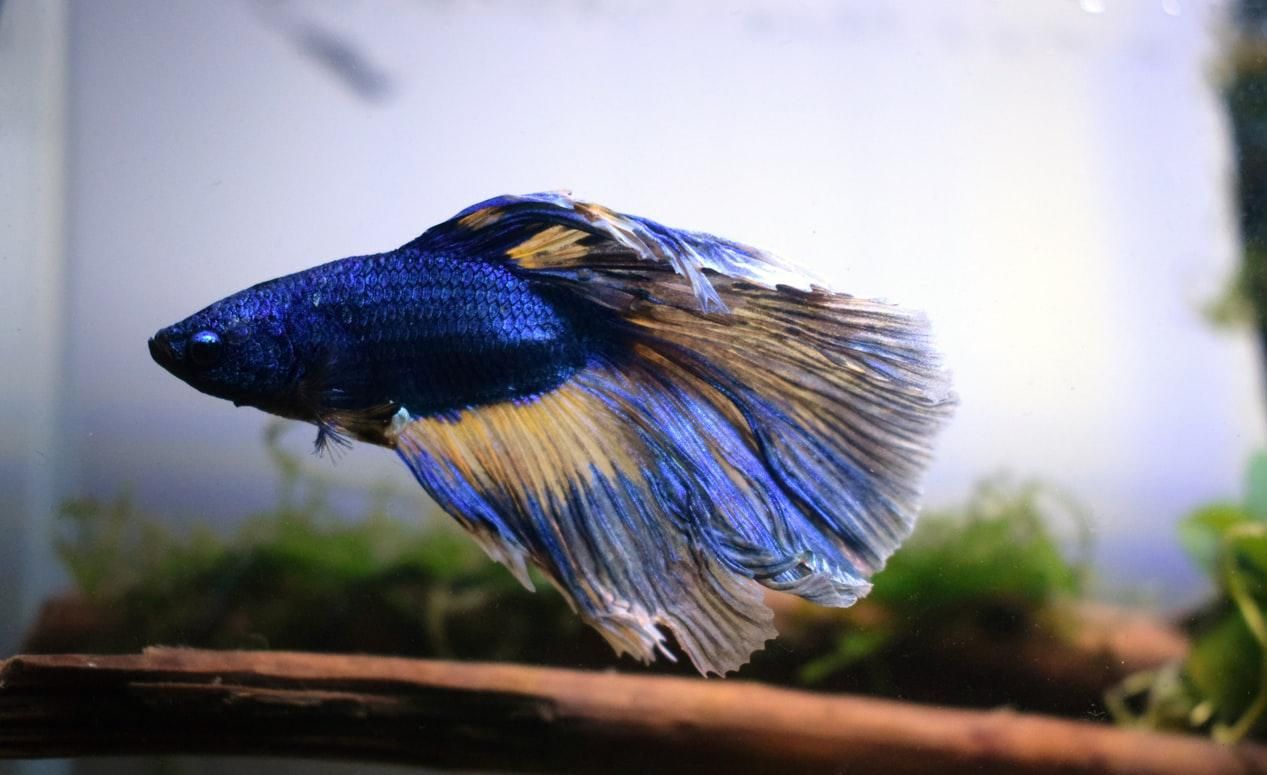 Как спит рыба бетта Как спит рыба бетта