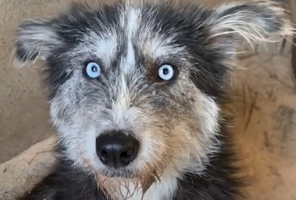 Бездомная собака просила людей помочь своим щенкам Бездомная собака просила людей помочь своим щенкам