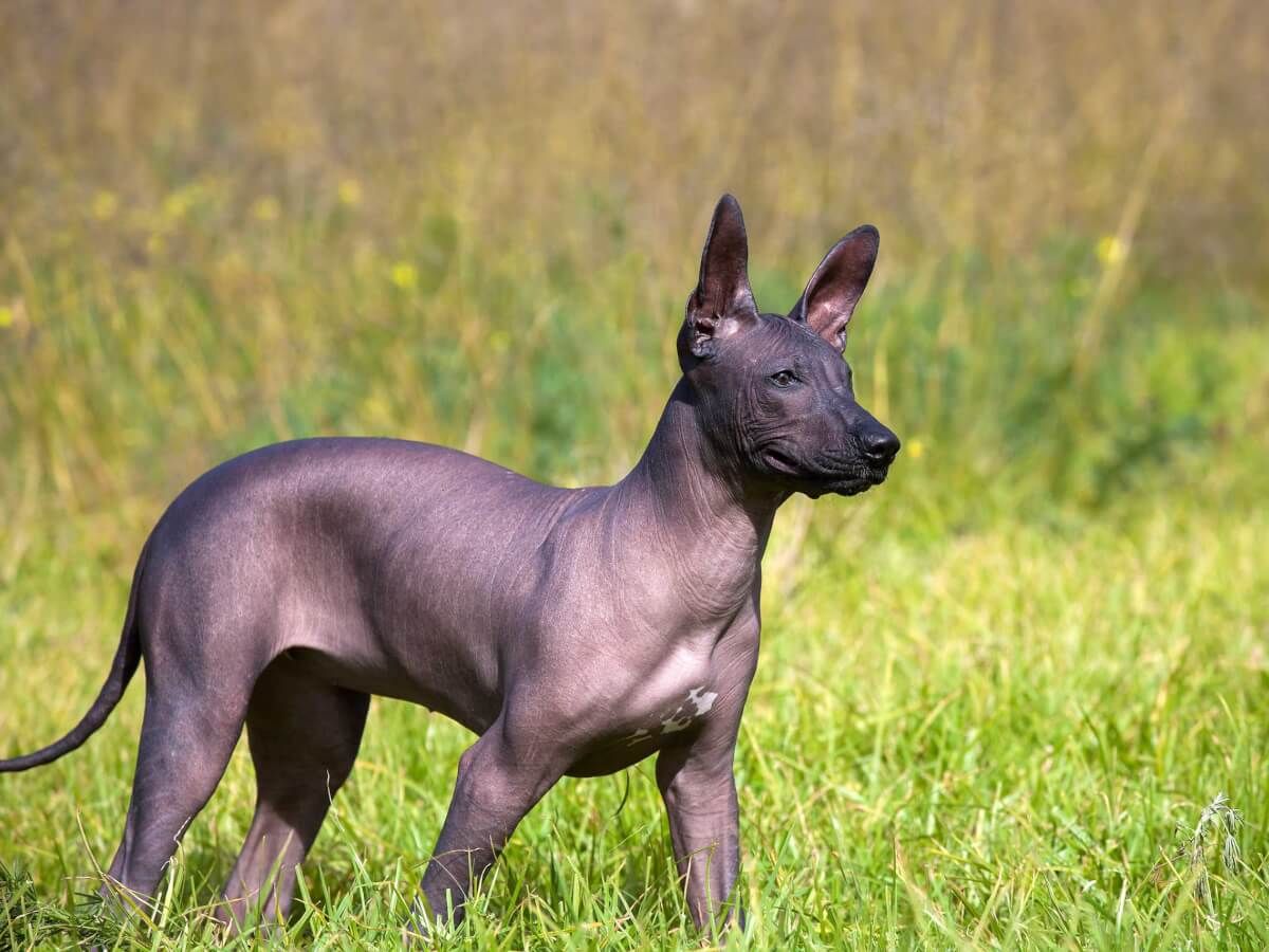Ксолоитцкуинтли – старейшая порода собак в мире: интересные факты