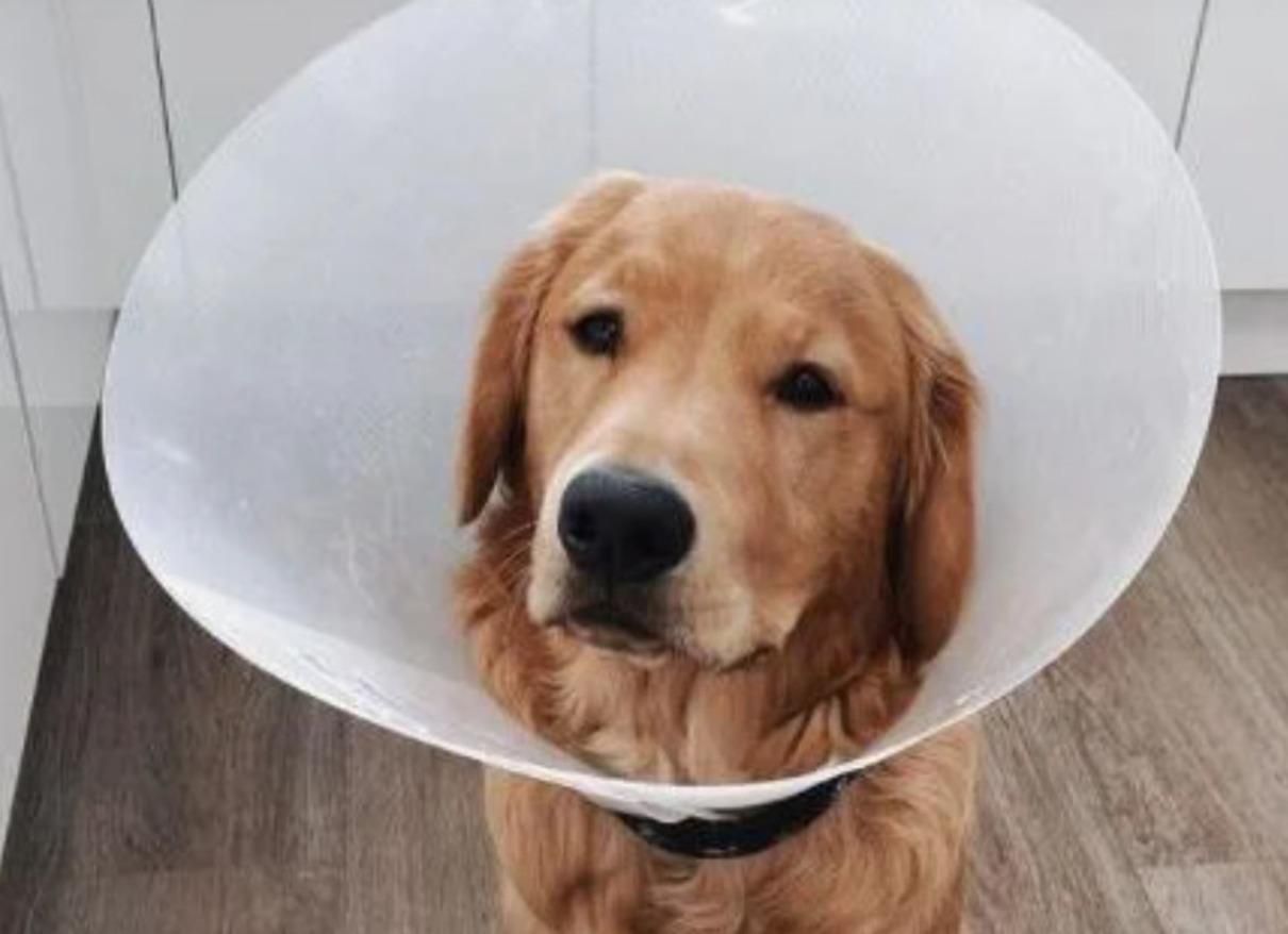 Цуценя в США проковтнуло кейс з AirPods: фото Цуценя в США проковтнуло кейс з AirPods: фото