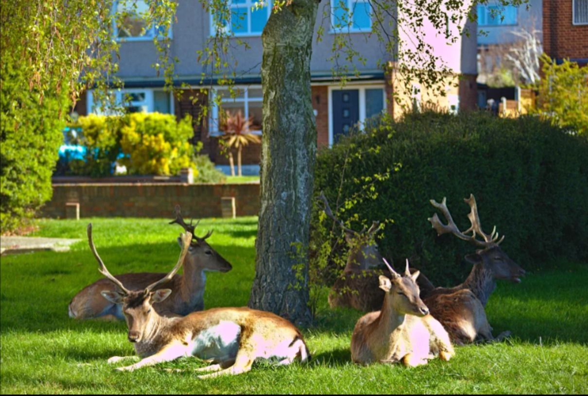 Олені у житловому районі Лондона: фото Олені у житловому районі Лондона: фото