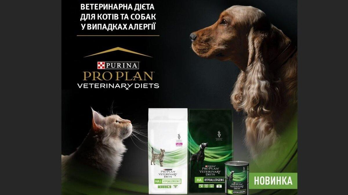 Харчова алергія у домашніх тварин: чим годувати собак та котів