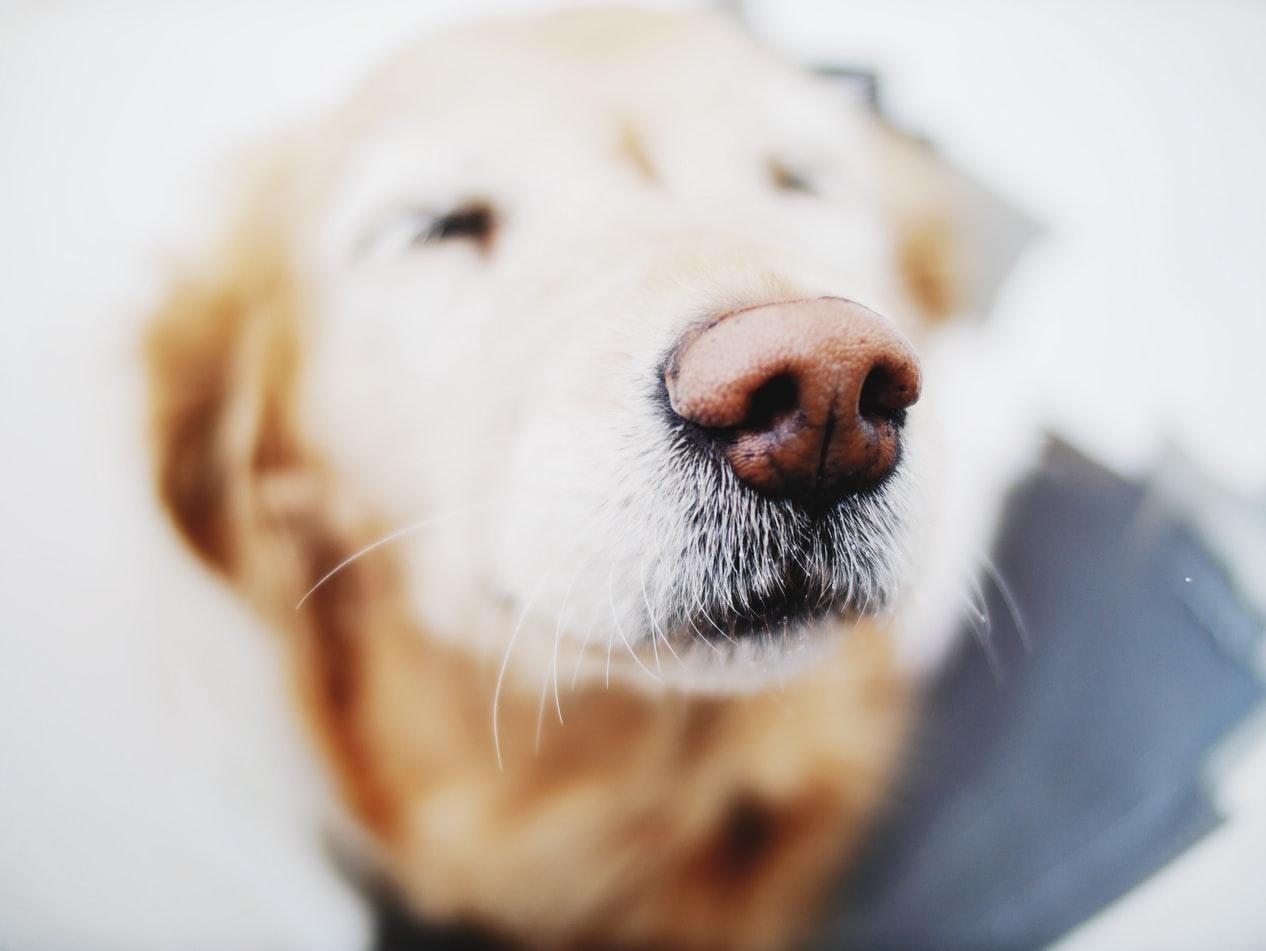 Додаток, що допоможе знайти загублених собак за відбитком носа