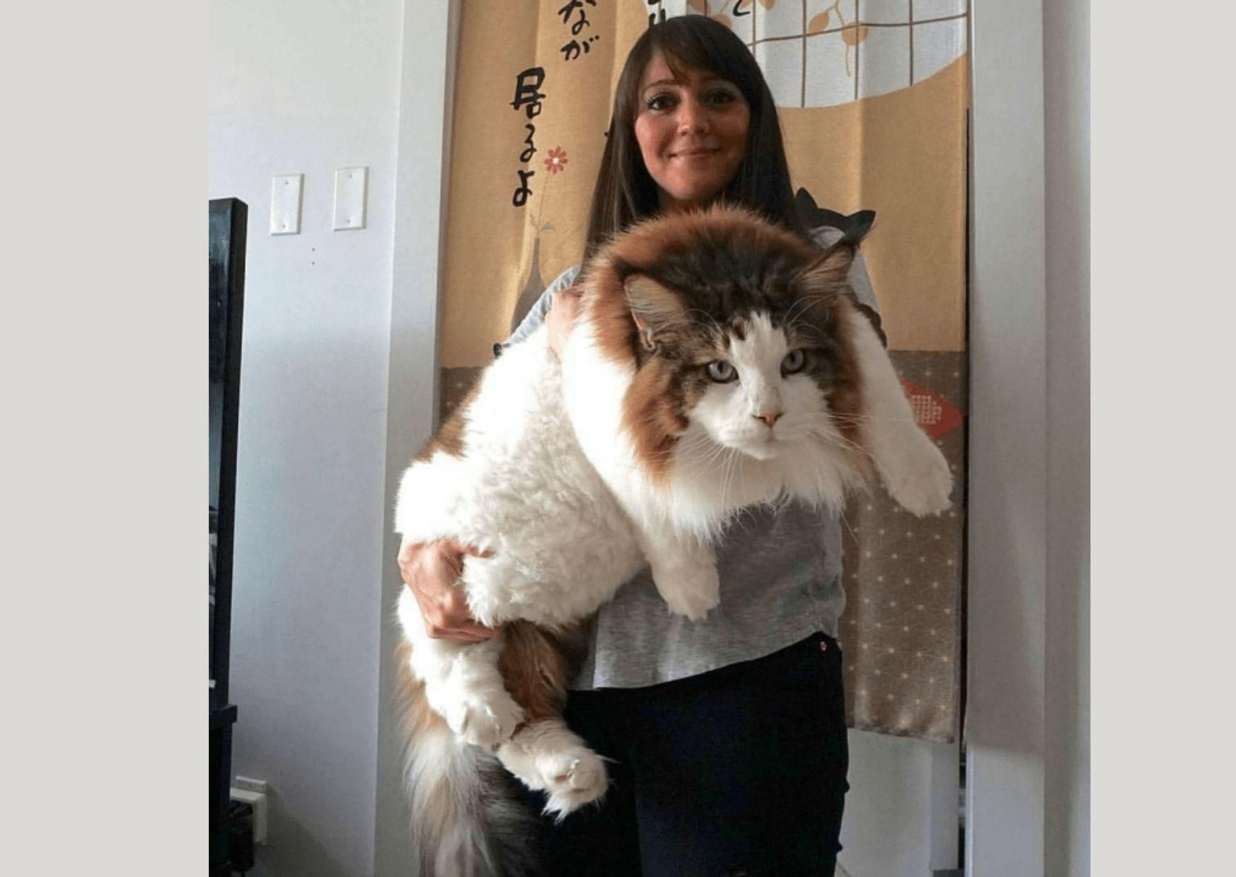 Пушистые гиганты: фото действительно больших домашних кошек