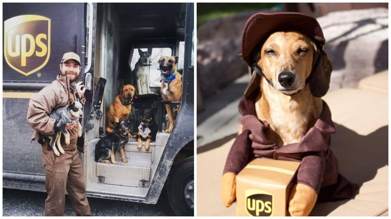 В США есть культовая группа UPS Dogs В США есть культовая группа UPS Dogs
